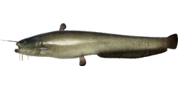 Сом