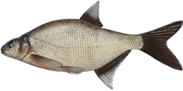 Лещ